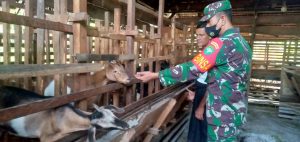 Berbagi Ilmu, Babinsa Madat Sambangi Peternak Kambing