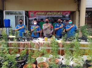 Polres Metro Jakarta Barat berhasil membongkar kebon ganja hidroponik Dan Mengamankan 4 Tersangka