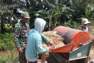 Babinsa 15/Plkb Ikut Bantu Rontokan Padi Hasil Panen