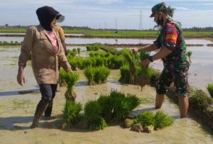 Tak Segan Main Lumpur, Babinsa Ramil 23/Lgst Turun Ke Sawah Bantu Daud Petani