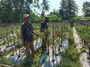 Lakukan Pendampingan, Babinsa Koramil 06/Dam Bantu Petani Merawat Tanaman Cabe
