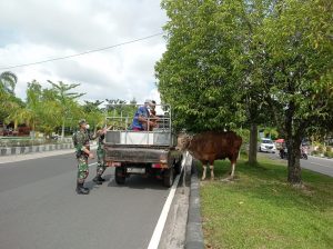 Anggota Kodim Bantu Tangkap Sapi Kurban Lepas di Jalan Yos Sudarso