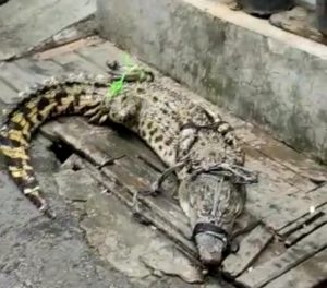 Viral, Seekor Buaya Ditemukan di Pemukiman Padat Penduduk