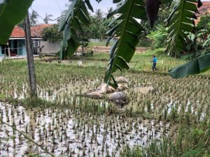 Diduga Tersengat Listrik, Seorang Warga dan Empat Kerbau Tewas di Area Persawahan