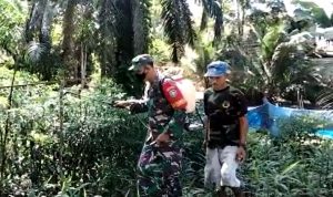 Dukung Ketahanan Pangan, Babinsa 14/Rtp Dampingi Penyemprotan Hama Cabe