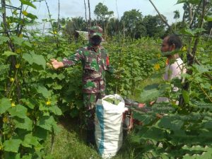 Berikan Motivasi dan Semangat Petani, Babinsa 23/Lgst Dampingi Panen Buah Mentimun