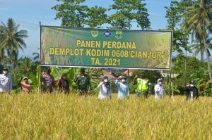 Wujudkan Program Ketahanan Pangan, Dandim 0608/Cianjur Panen Raya Demplot Padi di Cugenang