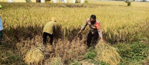 Kapolsek bersama Personil Polsek Tambelang Lakukan Panen Padi di Lahan Persawahan Polsek