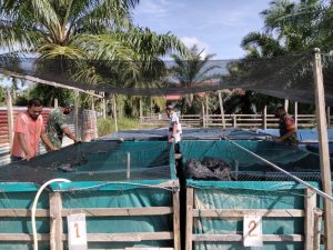 Tingkatkan Ketahanan Pangan, Koptu Agus Warsono Wujudkan Para Pemuda Menjadi Lebih Produktif