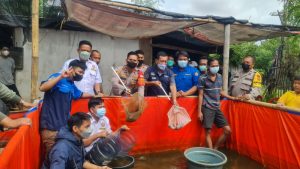 Polsek Kalideres dan 3 Pilar Kalideres Lakukan Panen Raya Ikan Lele Bersama Warga