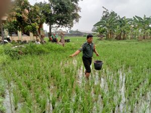 Tingkatkan Ketahanan Pangan, Babinsa Karangasem Terjun ke Sawah Bantu Pemupukan