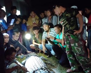 Sertu Moh Yana Babinsa Koramil 0115/Cimanggu Bersama Warga Tangkap Buaya Yang Terkam Warga