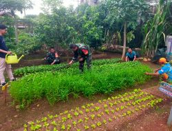 Perawatan Lahan Urban Farming Oleh Koramil 04/Pulogadung