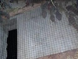 Viral! Rumah Tokek Kunciran Jaya, Ramai Pembeli Buat Obat