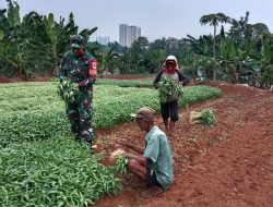 Bantu Warga Panen Kangkung, Babinsa Koramil Cipayung Berikan Semangat