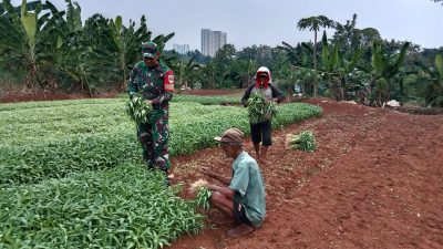 Bantu Warga Panen Kangkung, Babinsa Koramil Cipayung Berikan Semangat