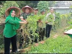 Danramil Cakung Ajak Tiga Pilar Panen Bawang Merah di Lokasi Urban Farming