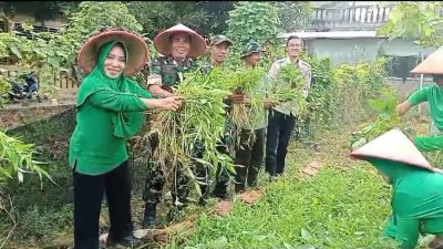 Danramil Cakung Ajak Tiga Pilar Panen Bawang Merah di Lokasi Urban Farming