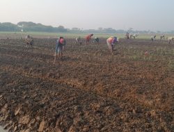 Poktan Binaan Korem 051/Wijayakarta Lakukan Penggemburan Tanah di Lahan Urban Farming Pasca Panen Bawang Merah