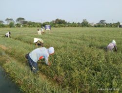 Kelompok Tani Warga Jaya Rawat Tanaman Bawang Merah di Lahan Urban Farming Korem 051/WKT
