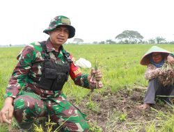 Panen Bawang Merah di Lahan Urban Farming Korem 051/Wijayakarta, Desa Sukatani
