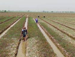 Urban Farming di Sukatani Terus Berkembang
