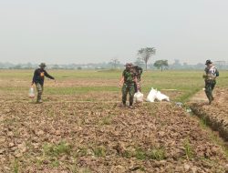 Babinsa Kodim 0509/Kab Bekasi dan Petani Tabur Dolomit dan Posfat di Lahan Urban Farming