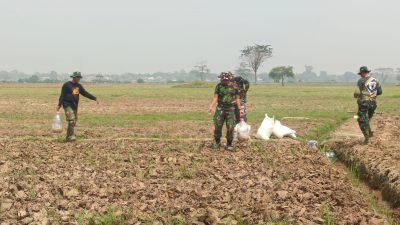 Babinsa Kodim 0509/Kab Bekasi dan Petani Tabur Dolomit dan Posfat di Lahan Urban Farming