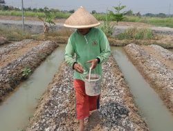 Gebrakan Baru Korem 051/Wkt: Budidaya Melon di Urban Farming, Dorong Pertanian Berkelanjutan dan Ekonomi Lokal