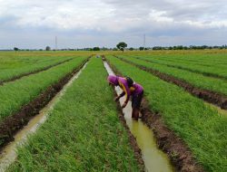 Kelompok Petani Laksanakan Perawatan Tanaman Bawang Merah di Urban Farming Korem 051/WKT