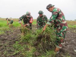 Babinsa Korem 051/Wkt Lanjutkan Penyiapan Lahan Jagung 50 Hektar di Sukatani, Bekasi