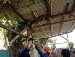 Musim Penghujan, BPBD Kota Tangerang Imbau Masyarakat Waspada Hewan Liar