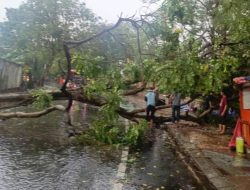 Pemkot Tangerang Gerak Cepat Evakuasi Pohon Tumbang di Sejumlah Lokasi Akibat Hujan Deras
