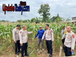 Kapolsek Tigaraksa, Cek Lahan Ketahanan Pangan Jagung 18 Ton yang Siap Panen di Desa Pematang