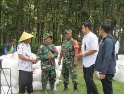 Penyerapan Gabah Babinsa Koramil 11 Pebayuran Dikunjungi Kepala Bulog Karawang