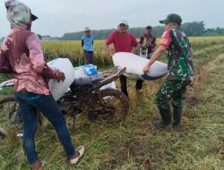 Babinsa Pebayuran Dampingi Petani Panen, Harga Padi Tembus Rp 6.900/Kg