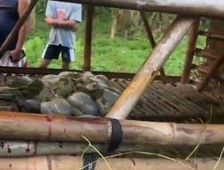 Geger yang Tersisa Usus! Desa Jambe Kehilangan 9 Ekor Kambing dalam Kandang