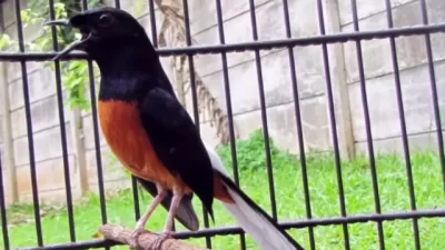 Keindahan dan Keunikan dalam Dunia Burung Murai Batu