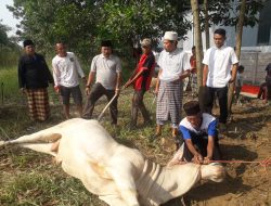 Penyembelihan Hewan Kurban di PT. Arsindo Baja Mandiri Digelar Sabtu 1446 Hijriah 2025