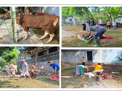 BRI BO Rangkasbitung, Salurkan Hewan Qurban Sebagai Wujud Kepedulian Sosial kepada Masyarakat