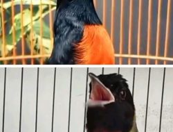 Samyiong: Burung Endemis “1.001 Suara” yang Kurang Dikenal, Berbandingan dengan Primadona Murai Batu