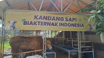 Biak Ternak Indonesia Gelar Tarkib Ramadhan, 250 Anak Yatim dan Janda Tua Dapat Santunan Uang dan Sembako