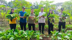 Kegiatan Panen Sayuran di Orange Urban Farming Duri Kosambi Dukung Program Ketahanan Pangan
