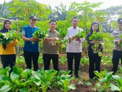 Kegiatan Panen Sayuran di Orange Urban Farming Duri Kosambi Dukung Program Ketahanan Pangan