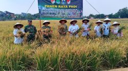 Kodim 0505/JT Kolaborasi Dengan Pemprov DKI, Panen Padi Inpari 32 di Ujung Menteng