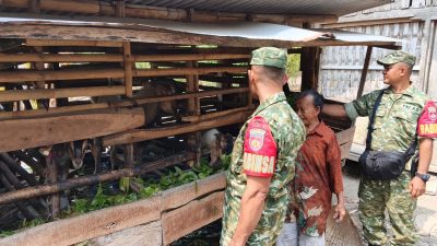 Jangan Sampai Kotoran Kambing Picu Keluhan Tetangga, Babinsa Ngrombo Turun Ingatkan Peternak